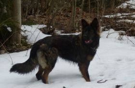 Fee Schnee 1.jpg